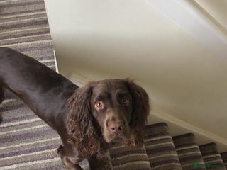 Sprocker dogs - Advert 19