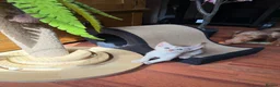 Abyssinian cats for sale: ❤️🏆 Outstanding Abyssinian Kittens Available 🏆❤️ - Advert 15