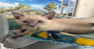 Ragdoll cats - Advert 12