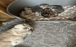 Scottish Fold cats for sale: Pure breed SCOTTISH FOLD - Image 31