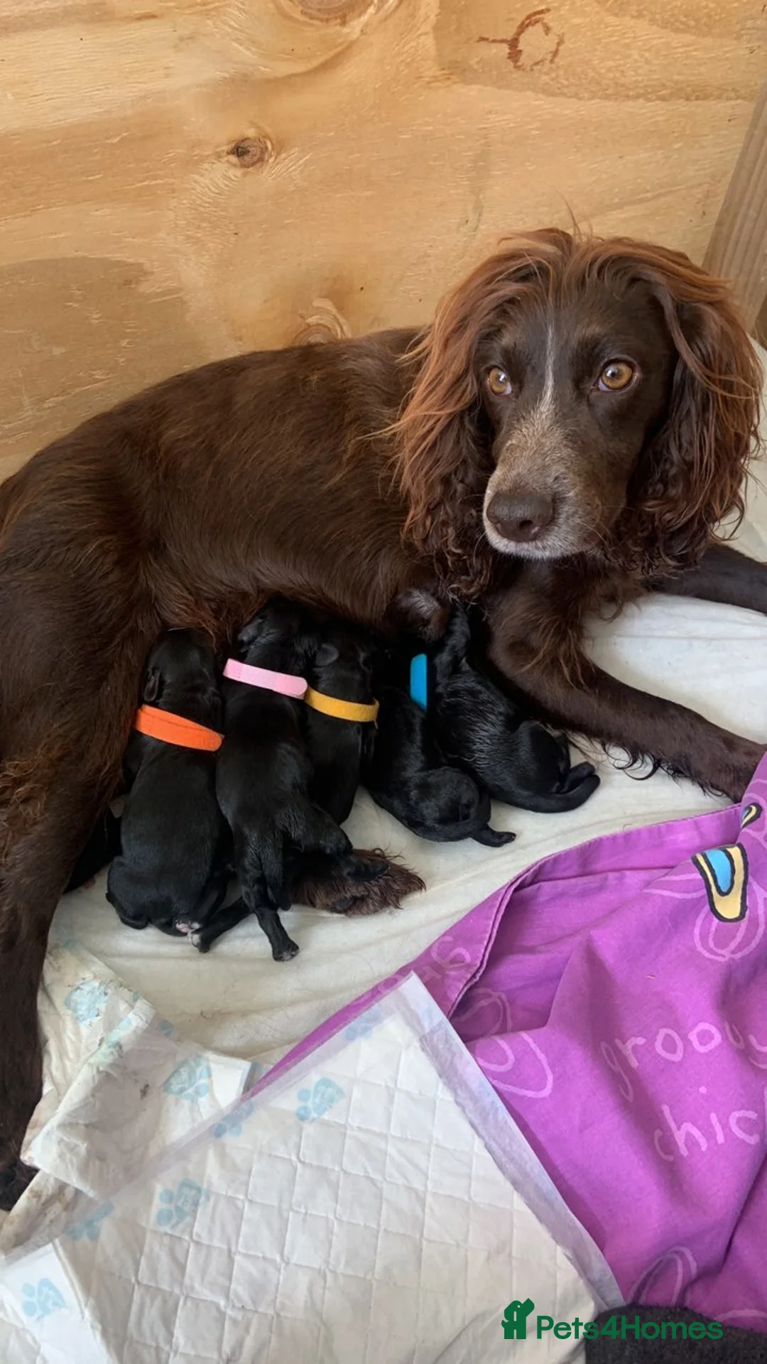 Toy Poodle dogs for stud: *STUD* Gorgeous KC Registered Toy Poodle in Manchester - Advert 10