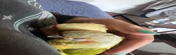 Conures birds for sale: Two DNA tested male Green Cheek Conures. Brothers. - Advert 4