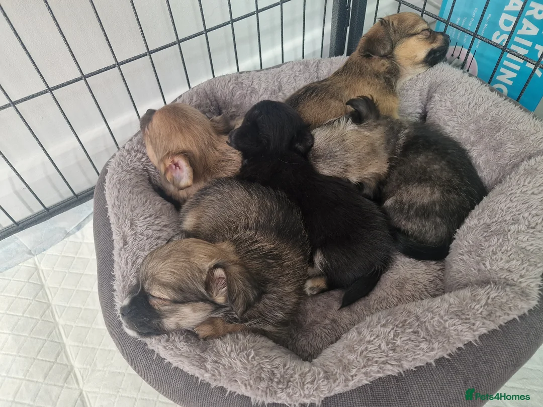 Chihuahua dogs for sale: Beautiful Fun Loving Little Chihuahuas ❤️  in Telford - Advert 1