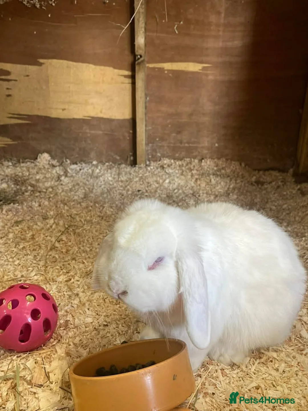 Dutch rabbits for sale: Rabbits for sale  in Northallerton - Advert 4