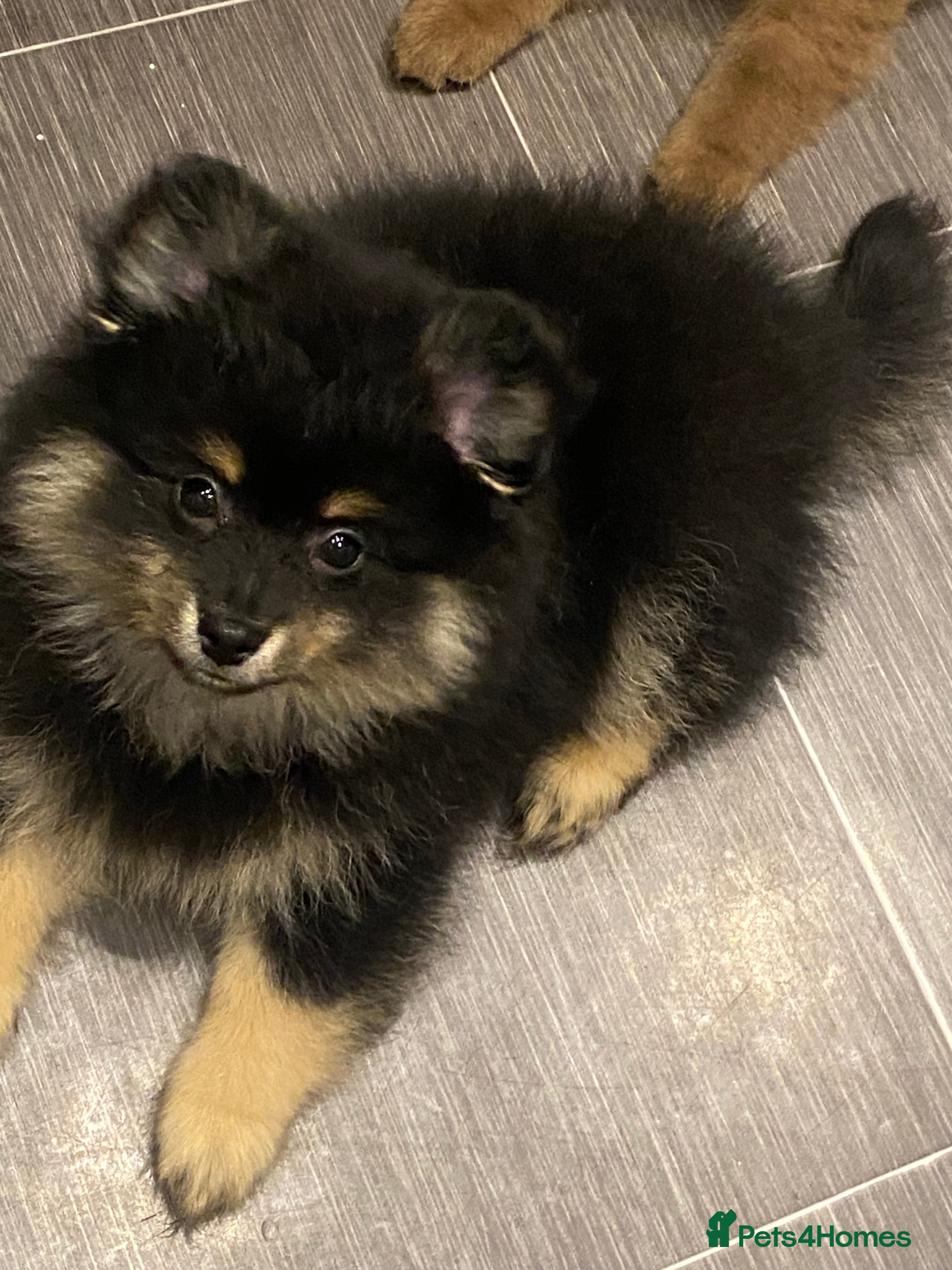 Mixed Breed dogs Pomspitz super fluffy babies  - Advert 1