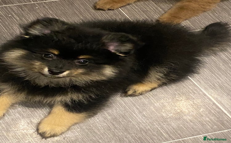 Mixed Breed dogs Pomspitz super fluffy babies  - Advert 15