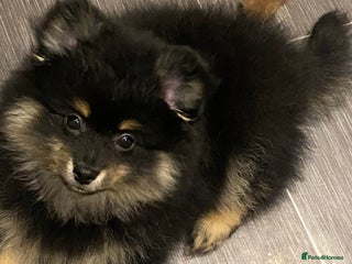 Mixed Breed dogs Pomspitz super fluffy babies - Advert 3