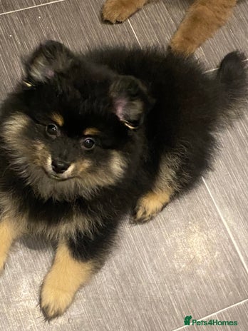 Mixed Breed dogs Pomspitz super fluffy babies - Advert 15