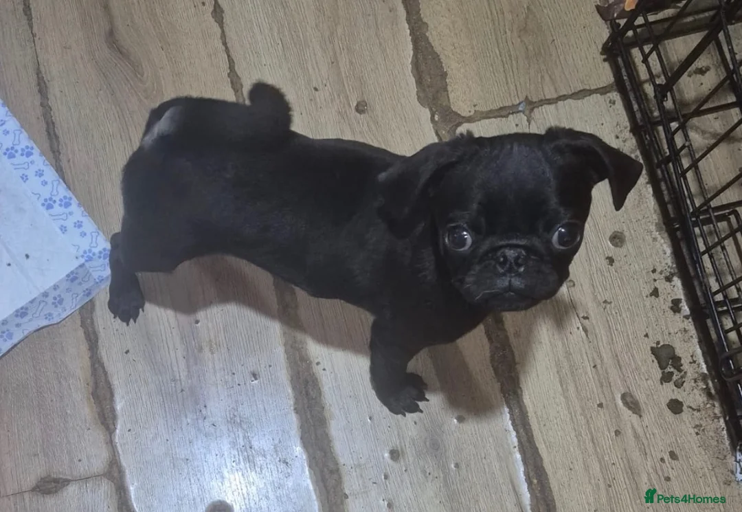 Pug dogs for sale: Pugs males - Advert 3