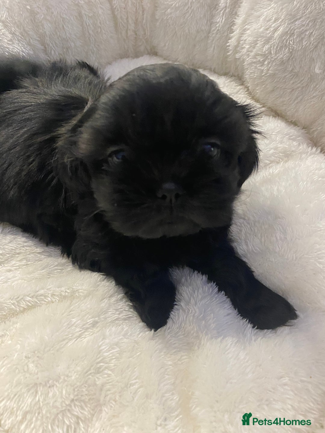 Shih Tzu dogs for sale: Imperial Shih Tzu three girls available - Advert 10