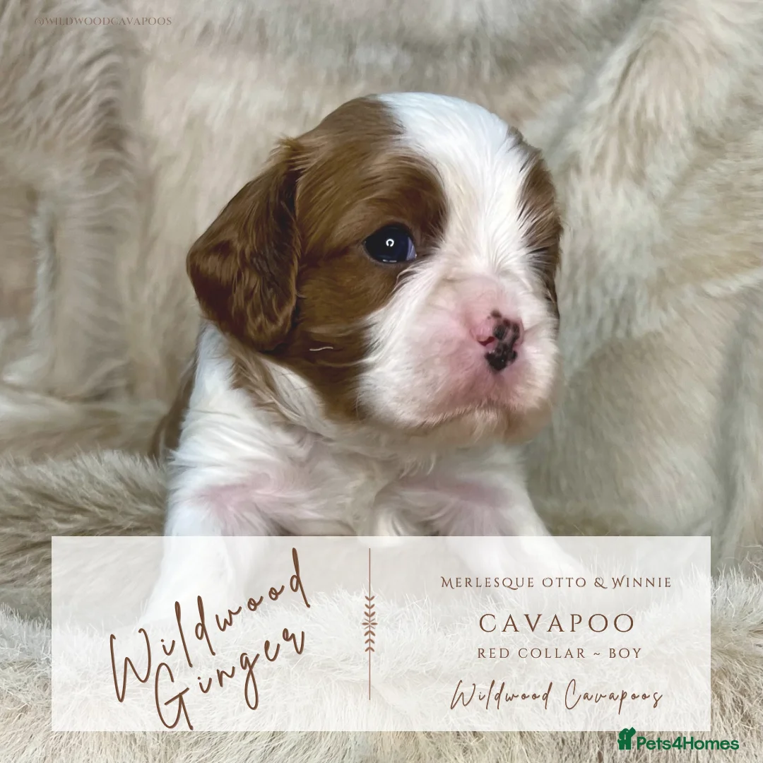 Cavapoo dogs for sale: 5 ⭐️ LICENSED BREEDER HEALTH TESTED F1b CAVAPOOS - Advert 8