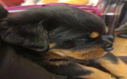 Rottweiler dogs for sale: Rottweiler Puppies - Image 5