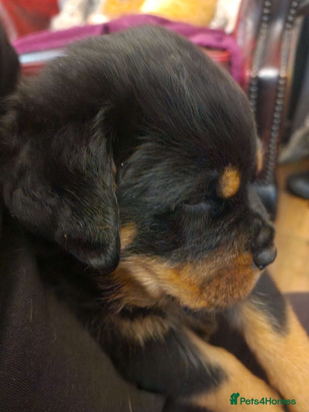Rottweiler dogs for sale: Rottweiler Puppies - Image 5