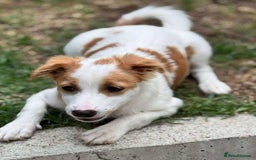 Mixed Breed dogs for adoption: PEGI, SARA & MIA - Image 5