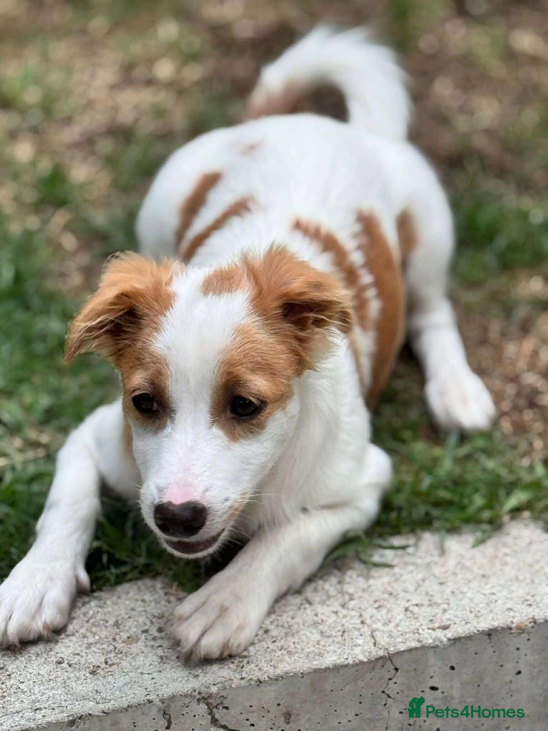 Mixed Breed dogs for adoption: PEGI, SARA & MIA - Image 5