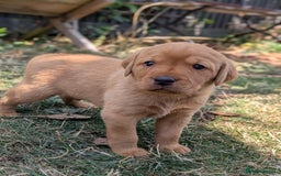 Labrador Retriever dogs for sale: Exceptional KC Labrador Puppies for Sale - Image 8