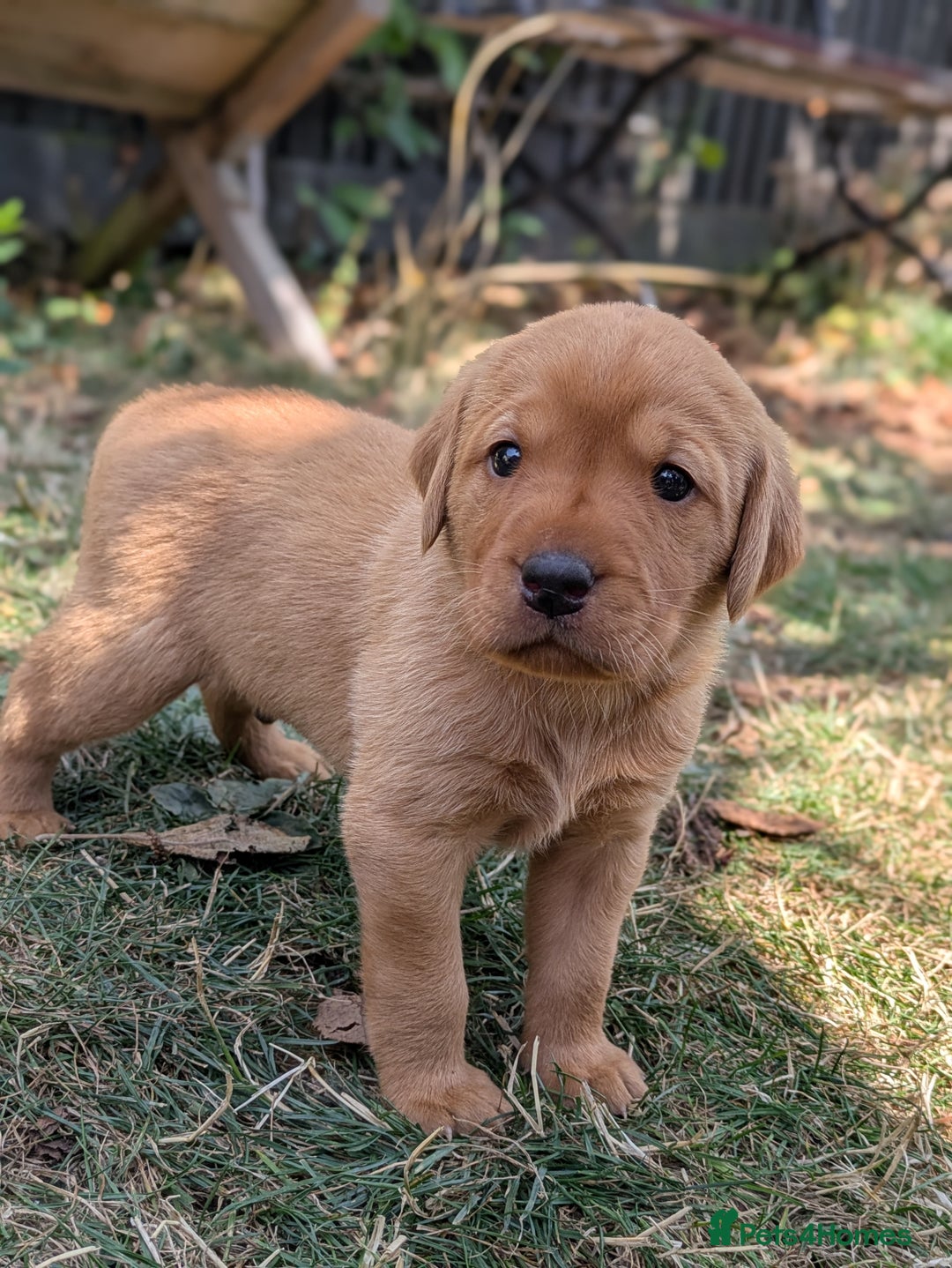 Labrador Retriever dogs for sale: Exceptional KC Labrador Puppies for Sale - Image 8