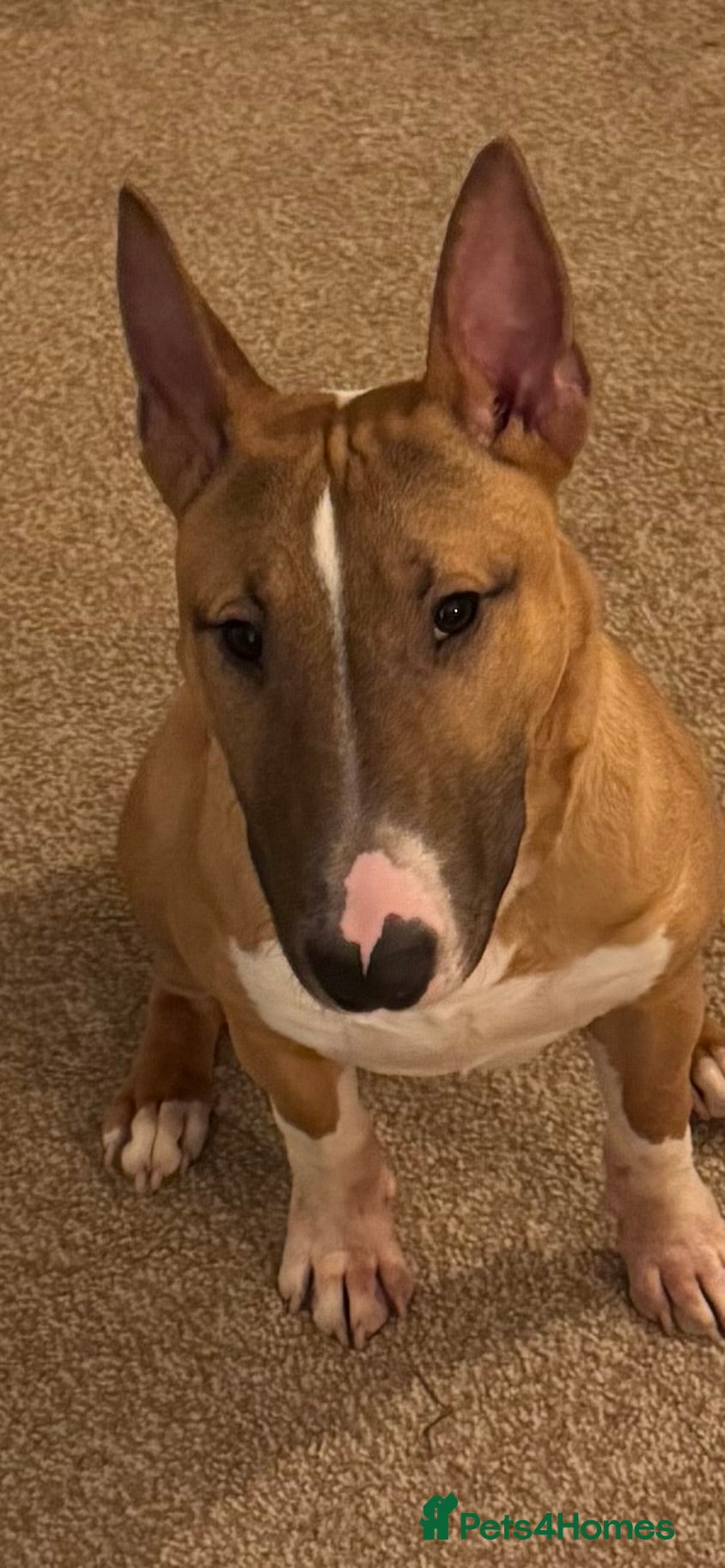 English Bull Terrier dogs English Bull Terrier - Advert 12