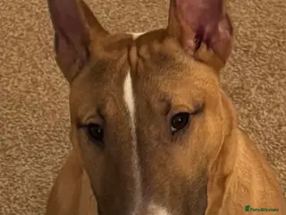 English Bull Terrier dogs English Bull Terrier - Advert 12