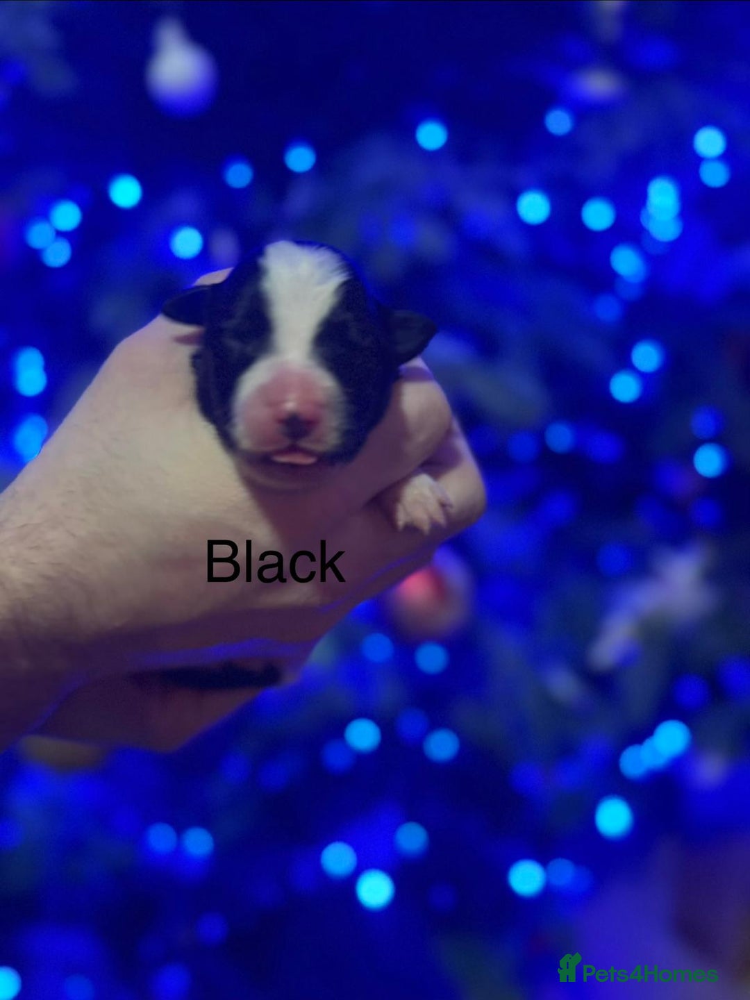 Border Collie dogs for sale: Family Raised Border Collie Pups  - Advert 5