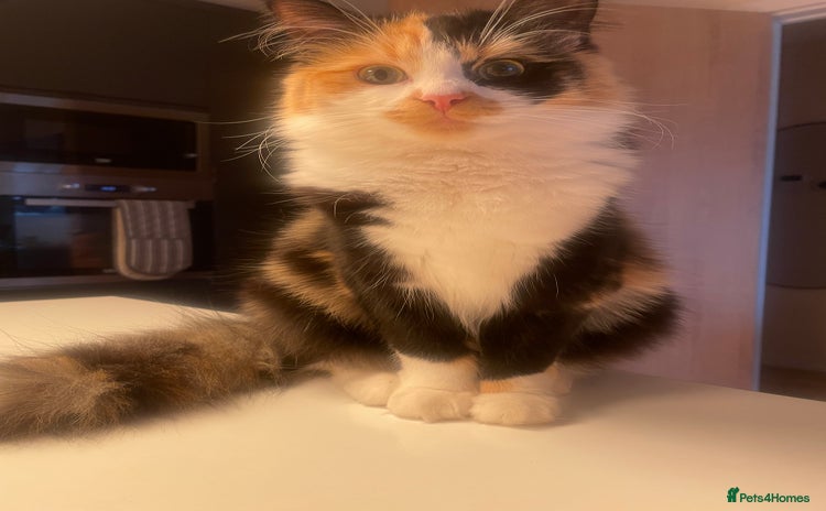 Norwegian Forest Cat cats - Advert 1