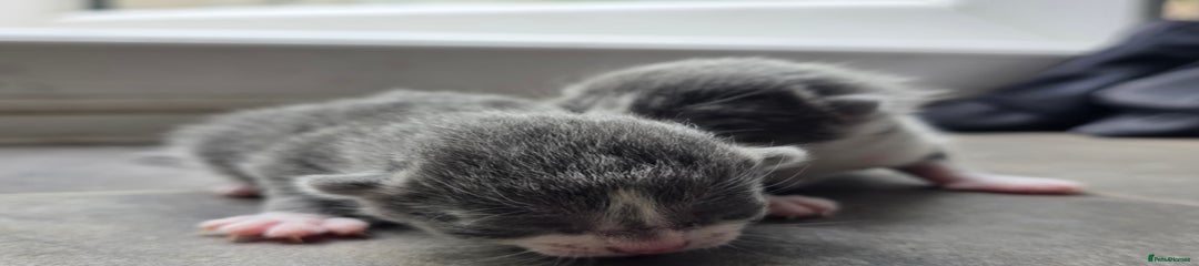 Mixed Breed Kitten 3