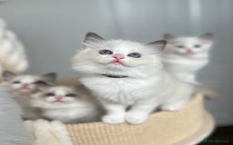 Ragdoll cats for sale: Beautiful Ragdoll girls - ready to reserve now! - Image 19