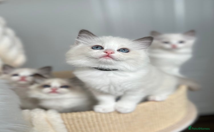 Ragdoll cats - Advert 2