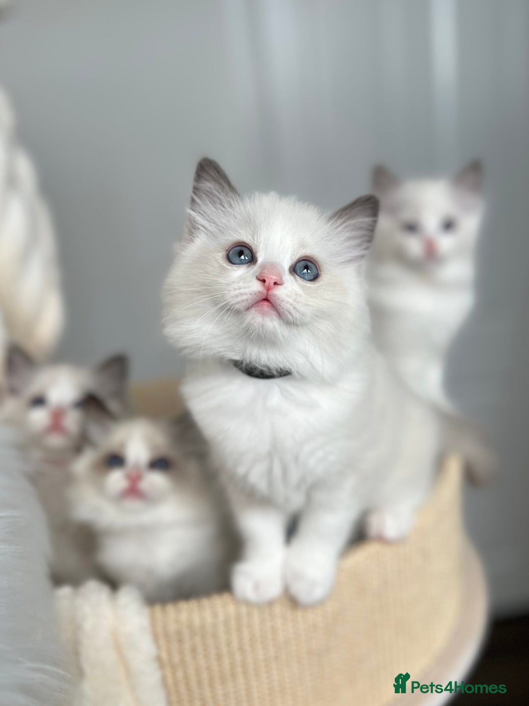 Ragdoll cats for sale: Beautiful Ragdoll girls - ready to reserve now! - Image 19