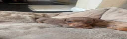 Dachshund dogs for sale: Miniature dachshund  - Advert 10
