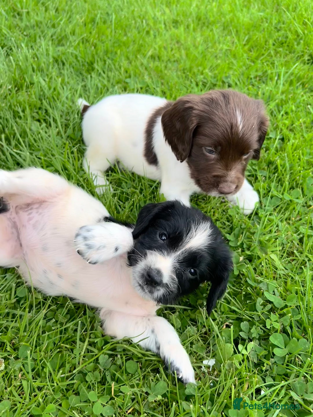 English Springer Spaniel dogs for sale: **8 LEFT! STUNNING KC REG SPRINGER SPANIEL PUPPIES - Image 15