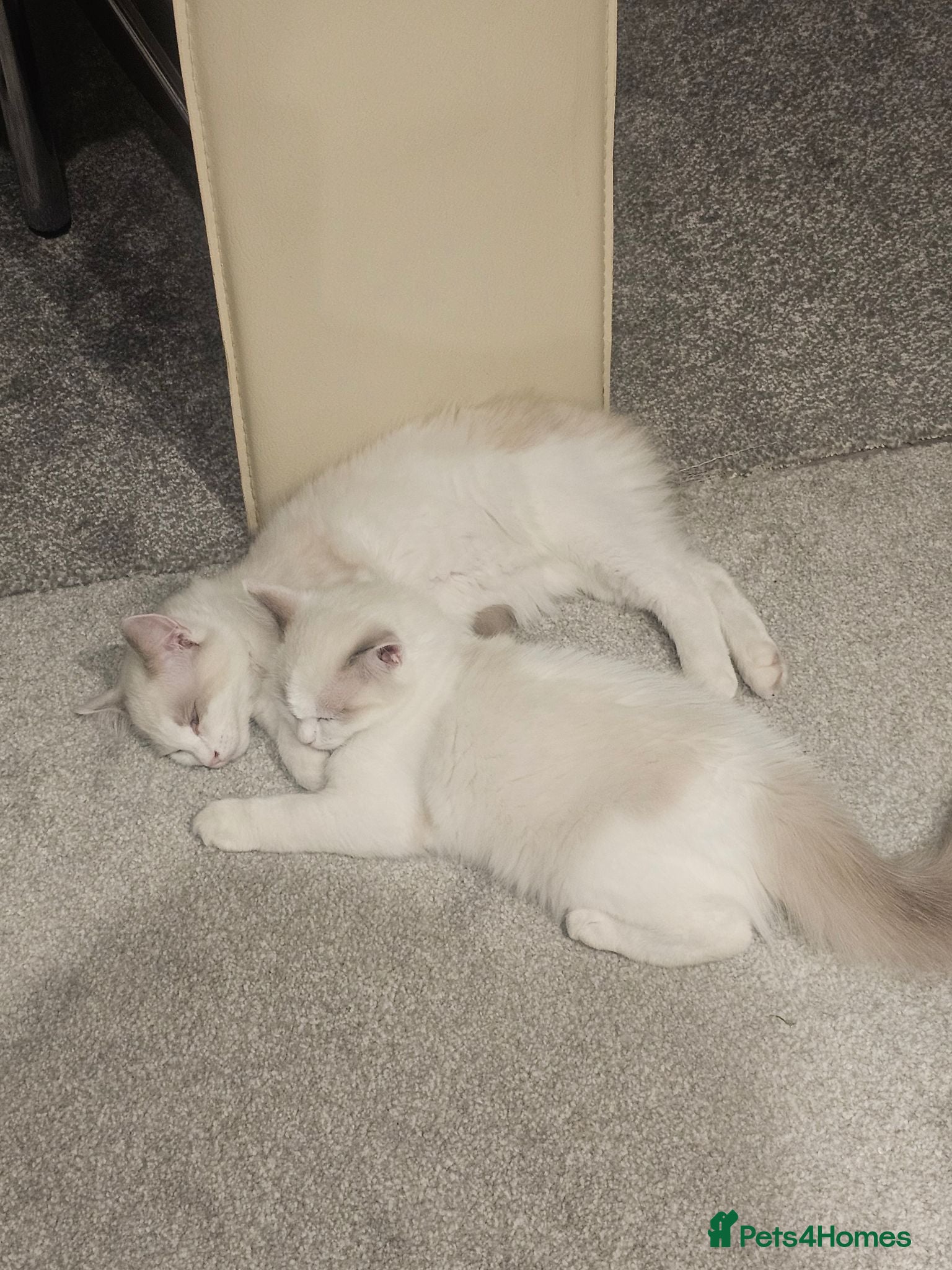 Ragdoll cats Ragdoll Bicolor- 2 playful girls. - Advert 2