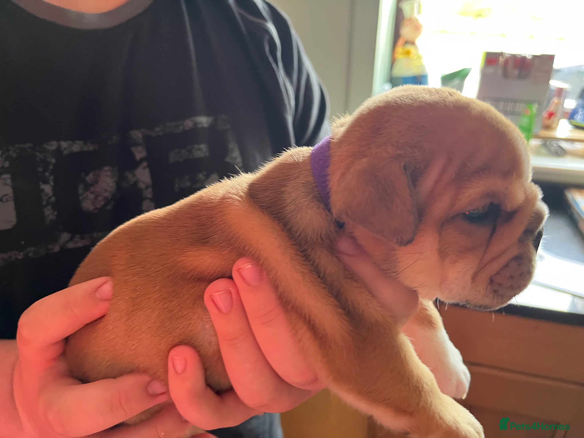 English Bulldog dogs red and white bulldog pupps  - Advert 2