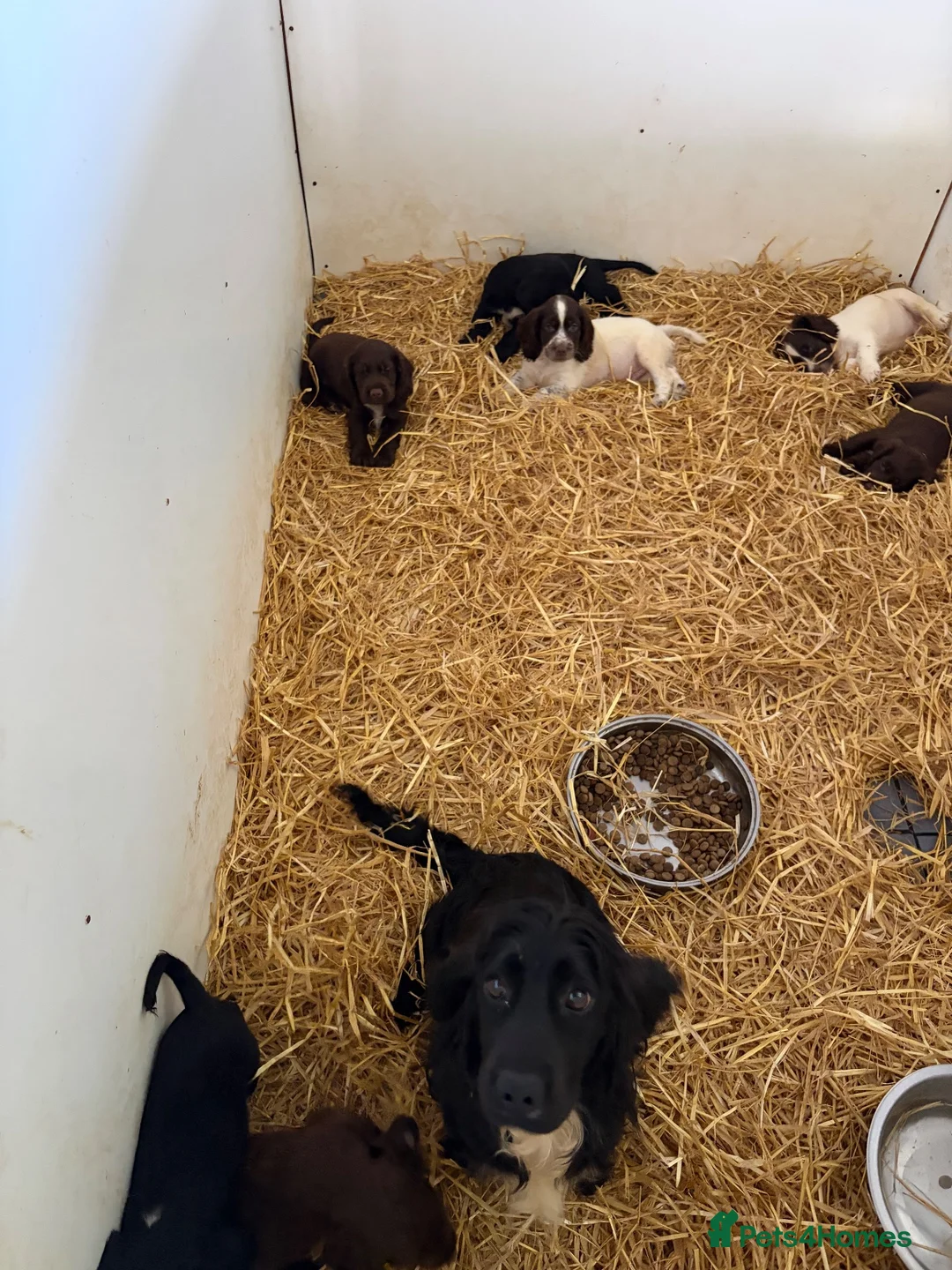 Cocker Spaniel dogs for sale: Cocker spaniel puppies - Advert 2