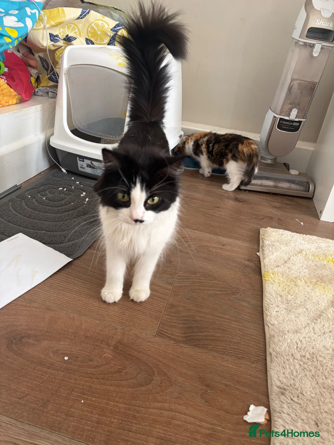 Mixed Breed cats for sale: Ginger, Black and White Female Kitten in Billingham - Advert 2