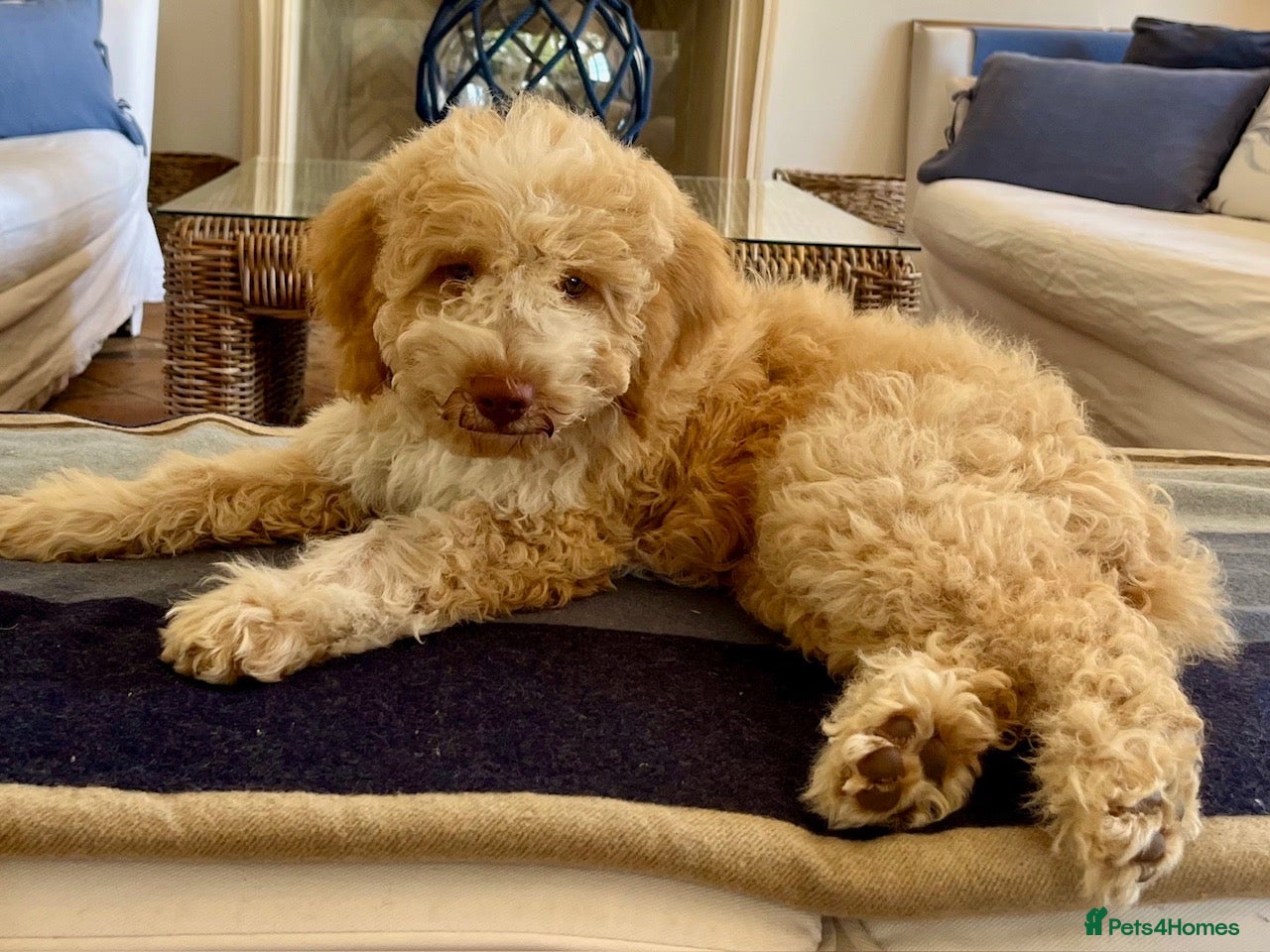 Lagotto Romagnolo dogs Amazing Lagotto Romagnolo Truffle Trained Puppies  - Advert 8