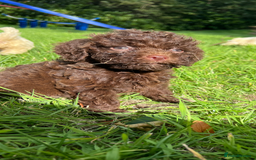Lagotto Romagnolo dogs for sale: Show quality lagotto puppies  - Image 17