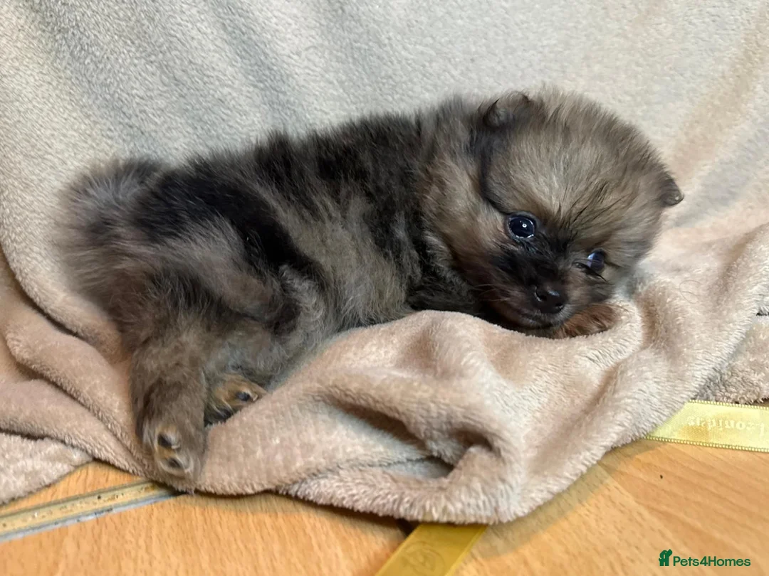 Pomeranian dogs for sale: 🐾 Adorable Merle Pomeranian Puppies for Sale 🐾 - Advert 39