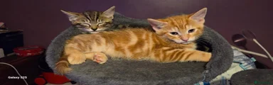Mixed Breed 3