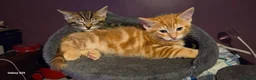 Mixed Breed cats for sale: GORGEOUS KITTENS in Ripon - Advert 12