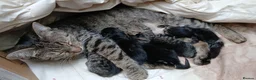 Mixed Breed cats for sale: Lovely 4-Month-Old Kitten Looking for Home - Advert 5