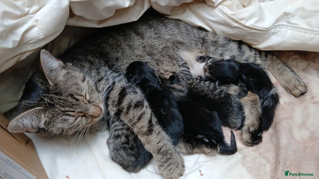 Mixed Breed cats for sale: Lovely 4-Month-Old Kitten Looking for Home - Advert 5