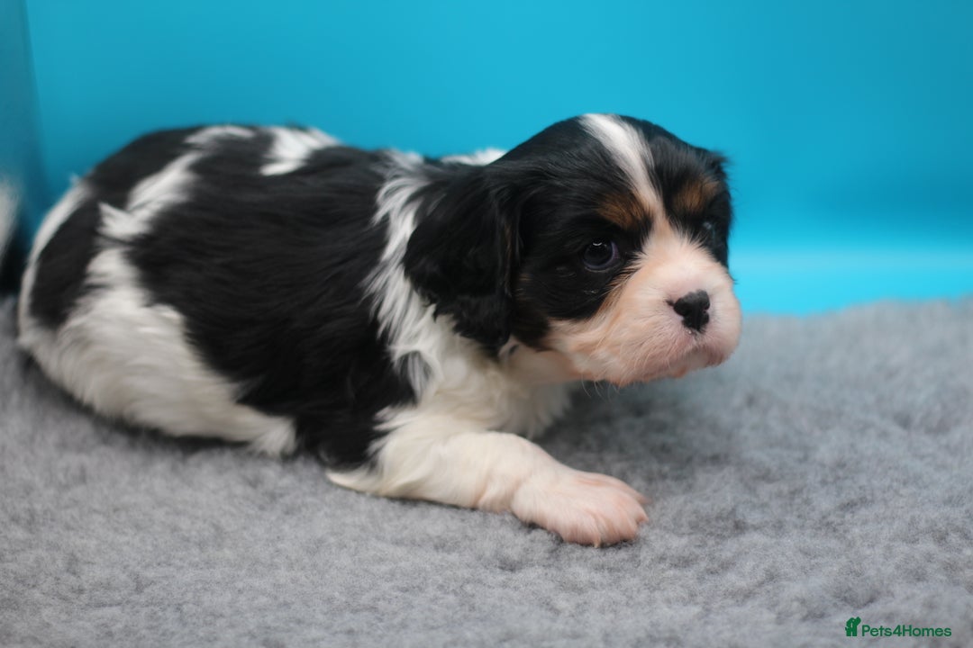 Cavalier King Charles Spaniel dogs for sale: Champion lines, heart/health tested, KC registered - Advert 19