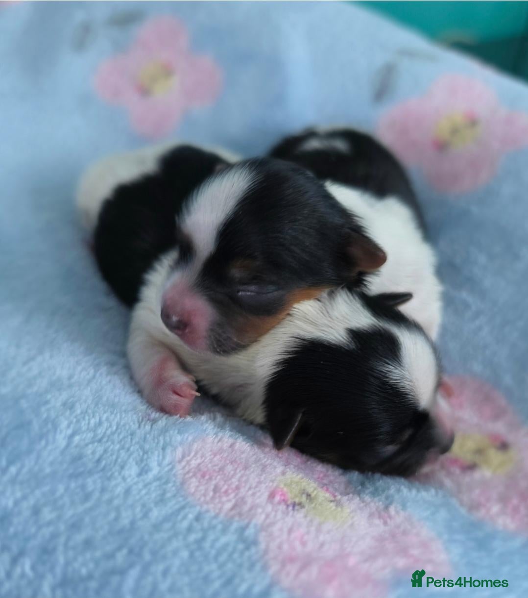 Yorkshire Terrier dogs for sale: 1 Girl Star 1 Boy Oakley  - Advert 2