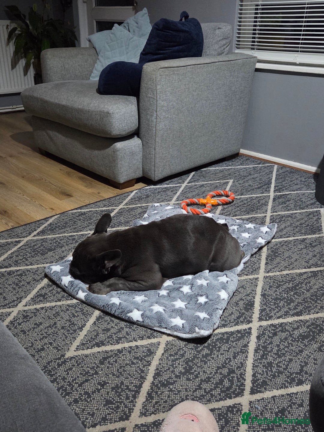 Mixed Breed dogs for sale: Hugo 5yr old bulldog - Advert 6