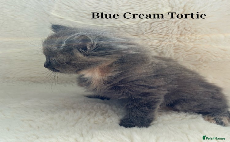 Norwegian Forest Cat cats - Advert 1