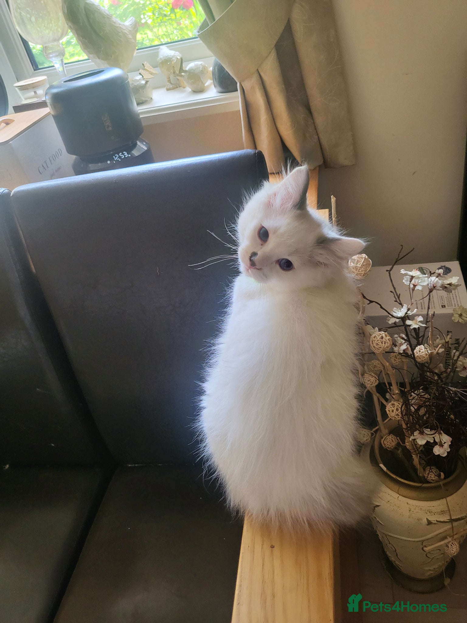 Ragdoll cats for sale: Exquisite pure ragdoll kittens  - Advert 8
