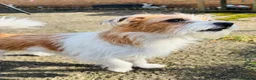 Jack Russell dogs for sale: Gorgeous Jack russell for rehome  - Advert 3