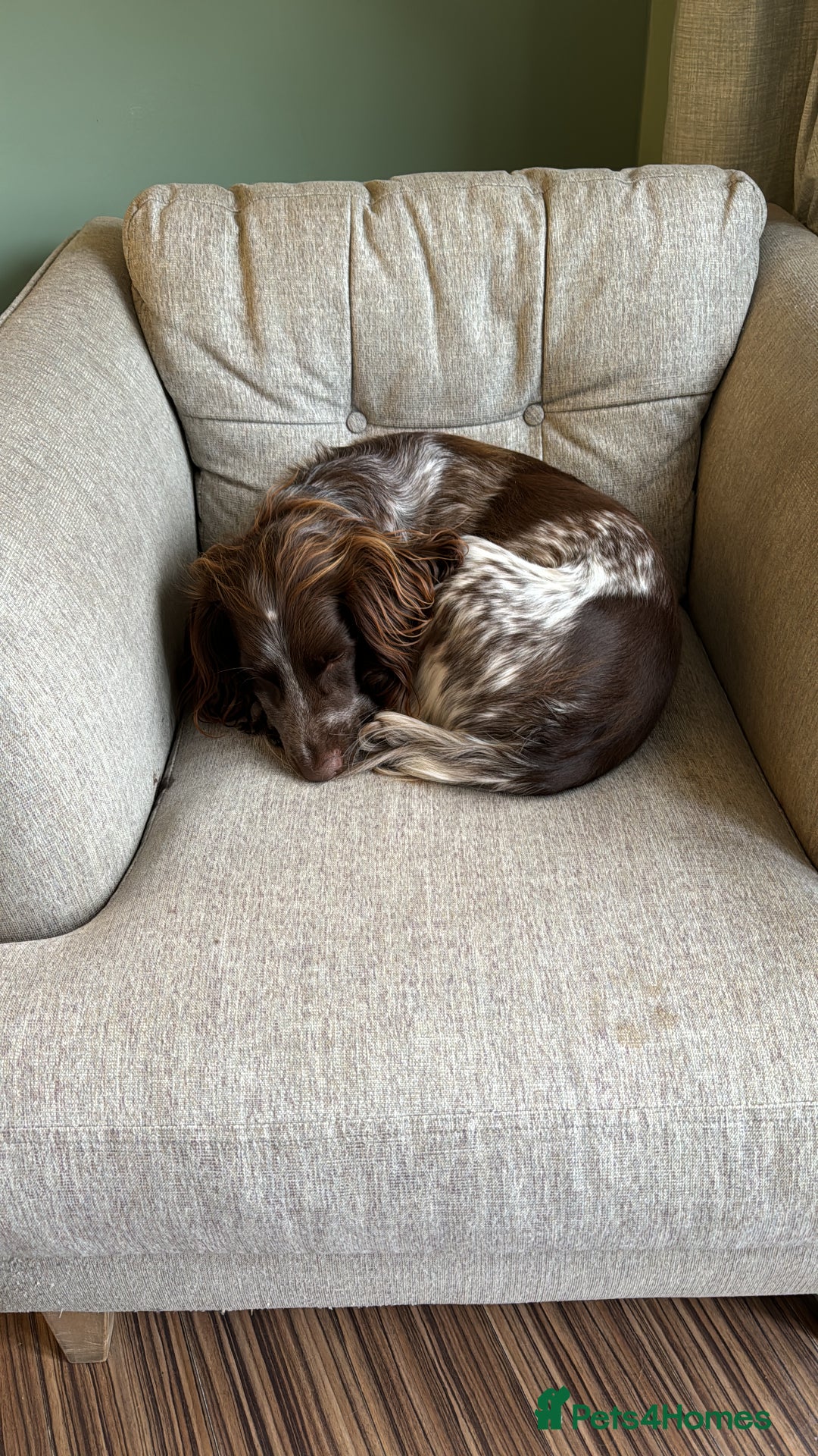 Cocker Spaniel dogs for sale: Litter of Cocker Spaniels ready for New Year - Advert 19