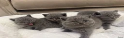 British Shorthair cats for sale: GCCF champion Blue British shorthair kittens. - Advert 8